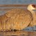 Sandhill Crane